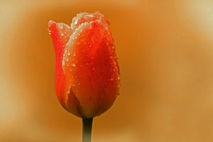 poster-print-a-tulip-in-the-morning-dew