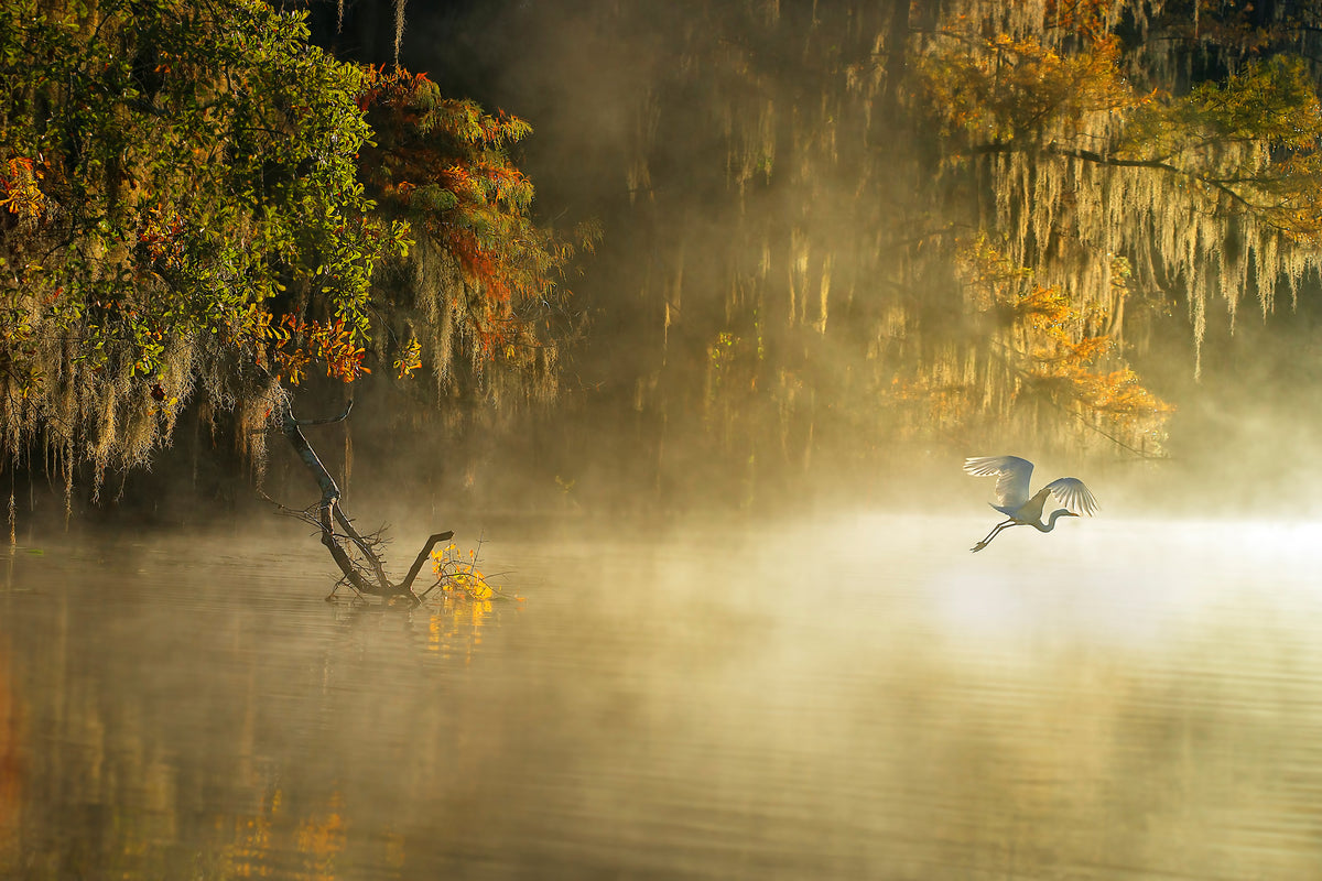 3-piece-acrylic-print-egret
