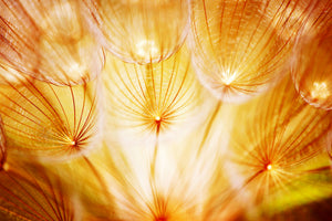 3-piece-acrylic-print-close-up-dandelion-in-light