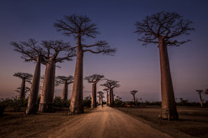 framedposter-print-allace-des-baobabs-x