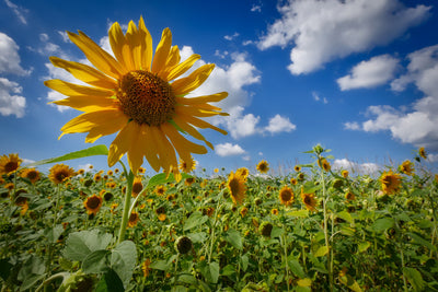 poster-print-a-sunflower-among-many