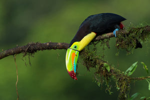 aluminium-print-the-colors-of-costa-rica
