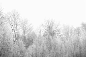 3-piece-acrylic-print-birches-in-the-snow