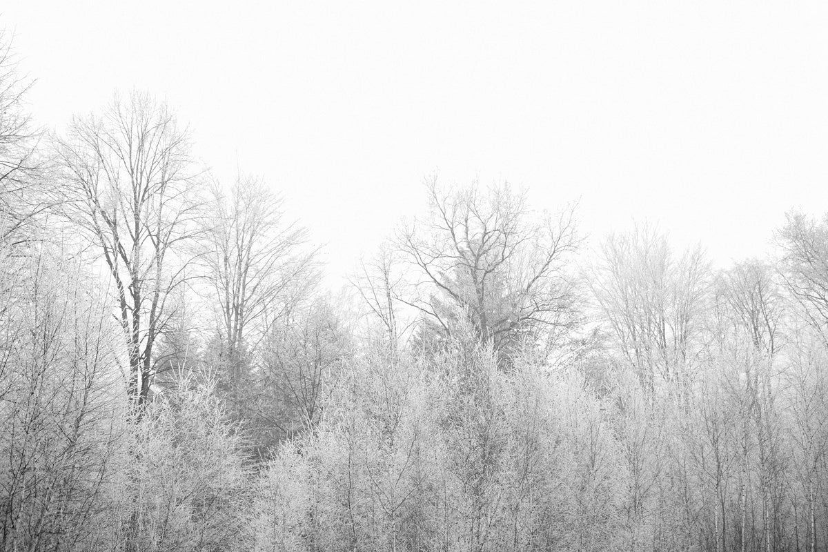 3-piece-acrylic-print-birches-in-the-snow