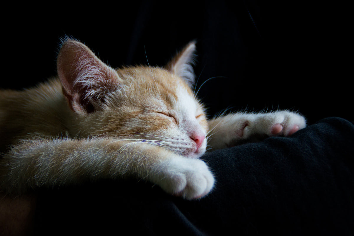 3-piece-acrylic-print-lazy-cat