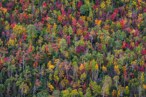 canvas-print-color-palette-x