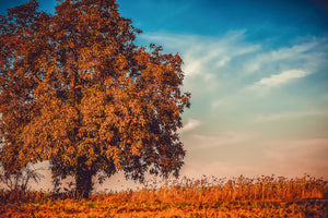 framedcanvas-print-the-nut-tree