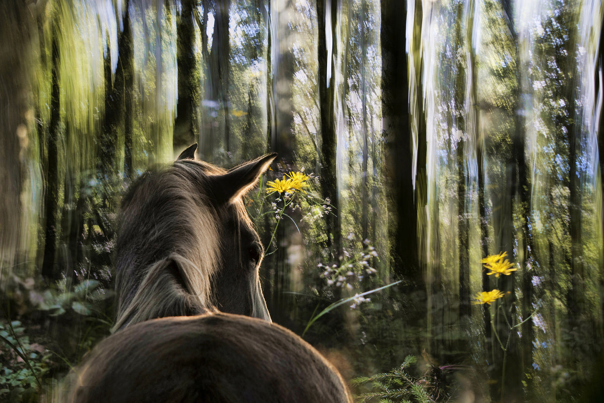 canvas-print-sound-are-forest