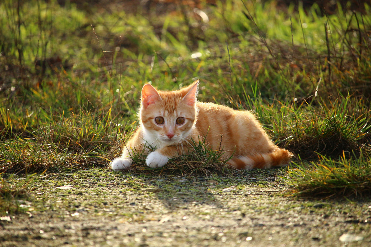 poster-print-kitten-in-nature