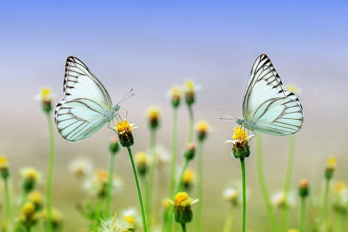 poster-print-2-butterflies