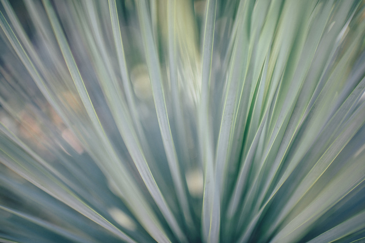 3-piece-canvas-print-strip-of-plant