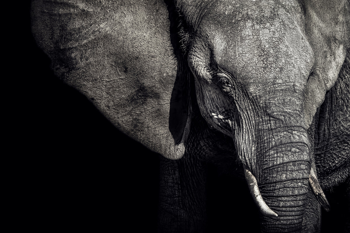 canvas-print-the-matriarch
