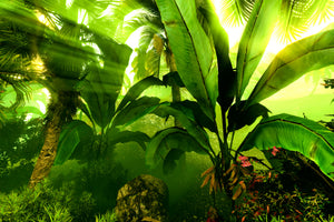 acrylic-print-sunrise-in-the-rainforest