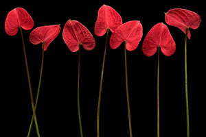 framedcanvas-print-botanical-hearts