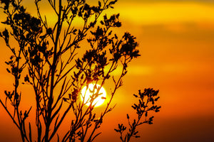 framedposter-print-a-shrub-in-the-sunset