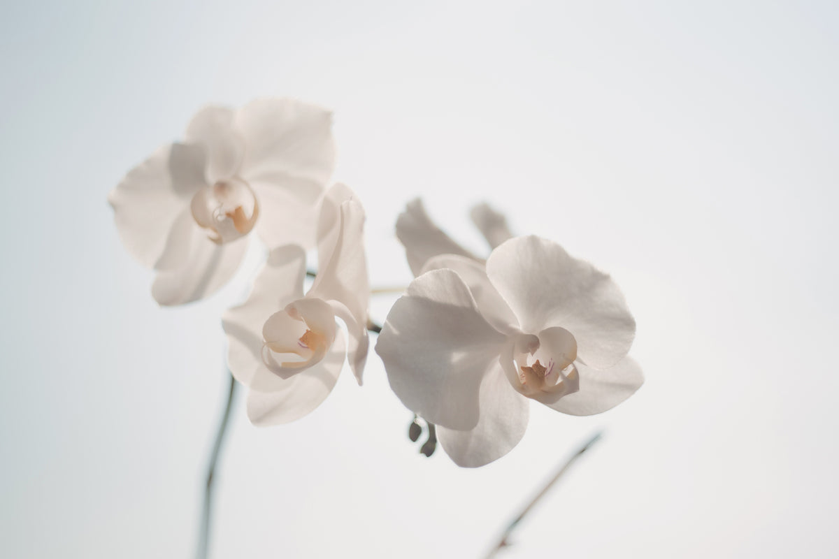 aluminium-print-graceful-orchids