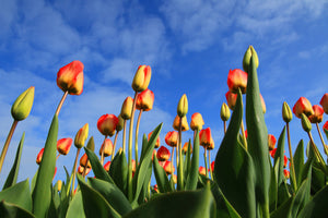 modern-3-piece-aluminium-print-tulips-tower-to-the-sky