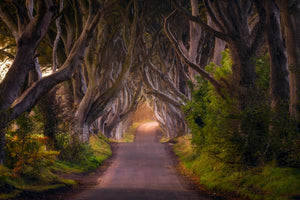 canvas-print-the-glowing-hedges