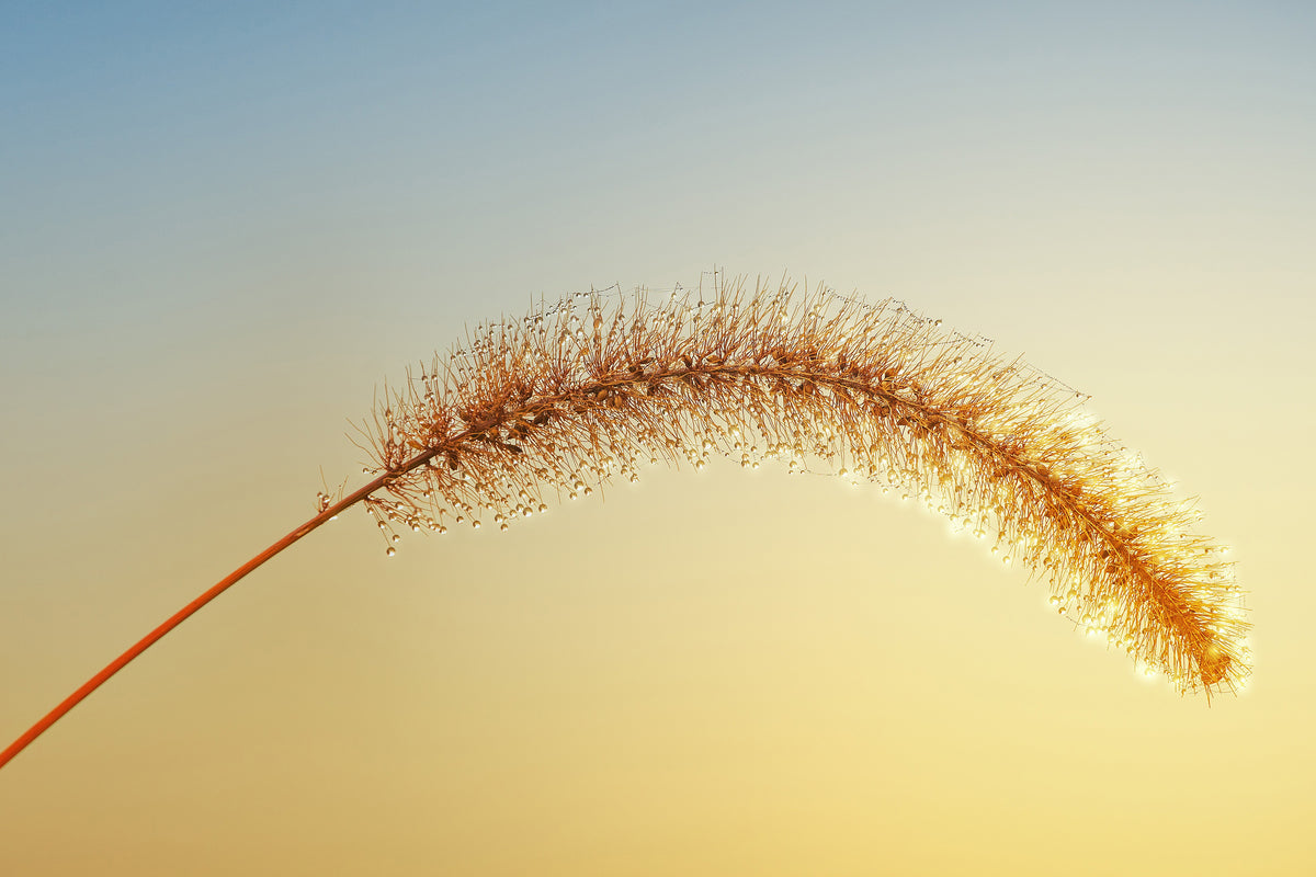 acrylic-print-ornamental-grass-in-xxl
