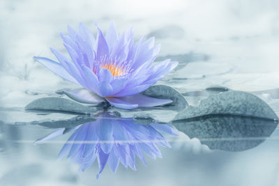poster-print-reflection-xus