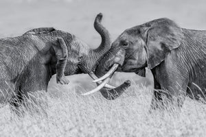 acrylic-print-elephant-qtai-chiq-x