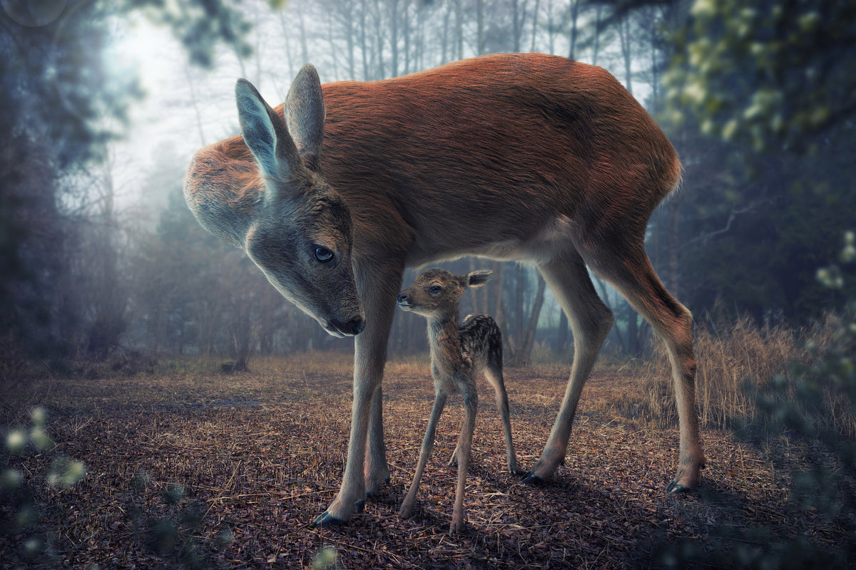 framedposter-print-mother-and-fawn