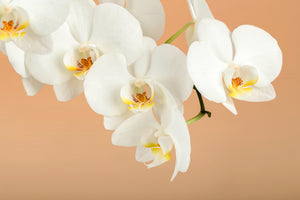 framedcanvas-print-white-orchid-flowers