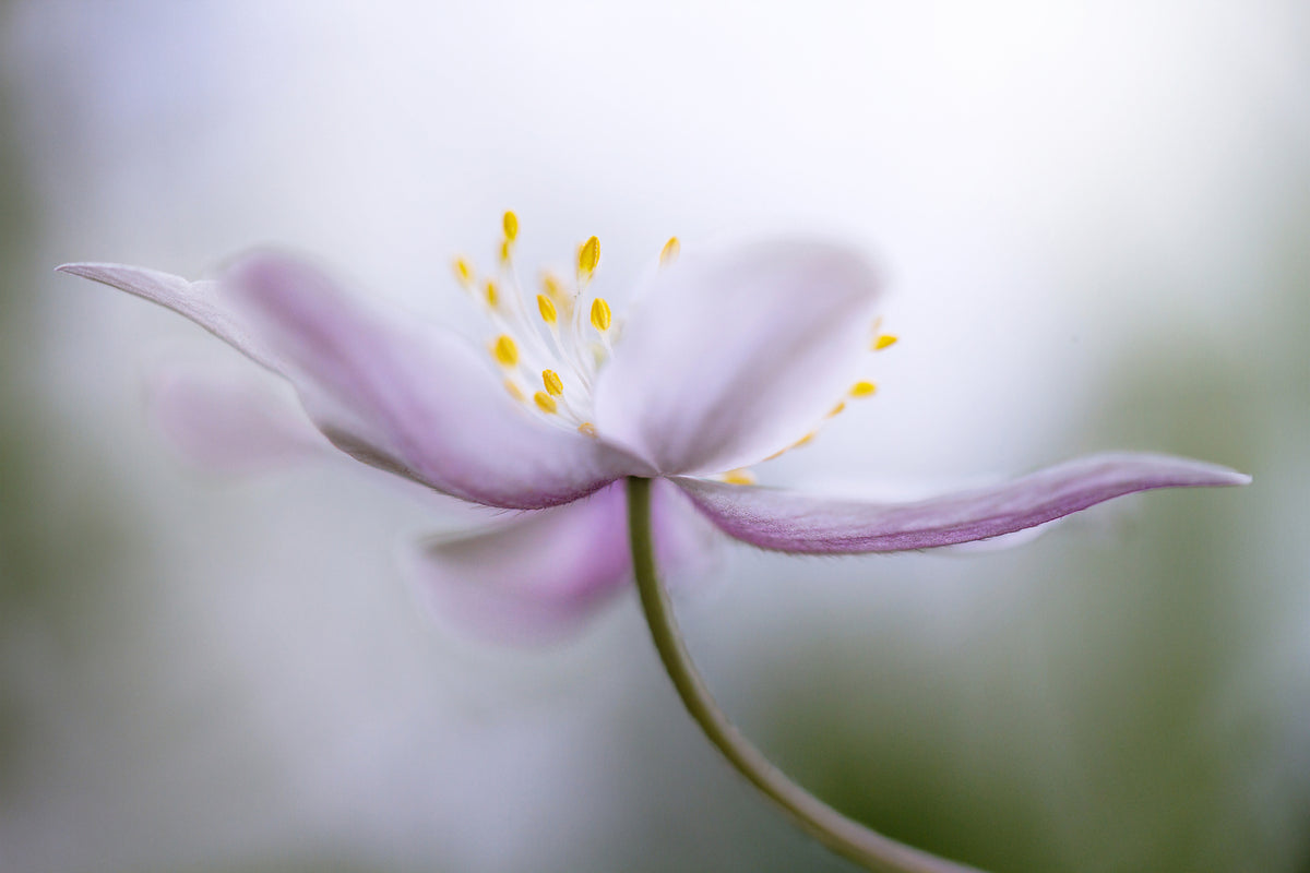 3-piece-acrylic-print-nemorosa-ii