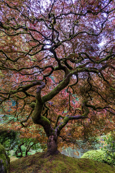 poster-print-japanese-maple-tree