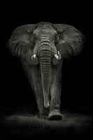 framedcanvas-print-ngorongoro-bull-x