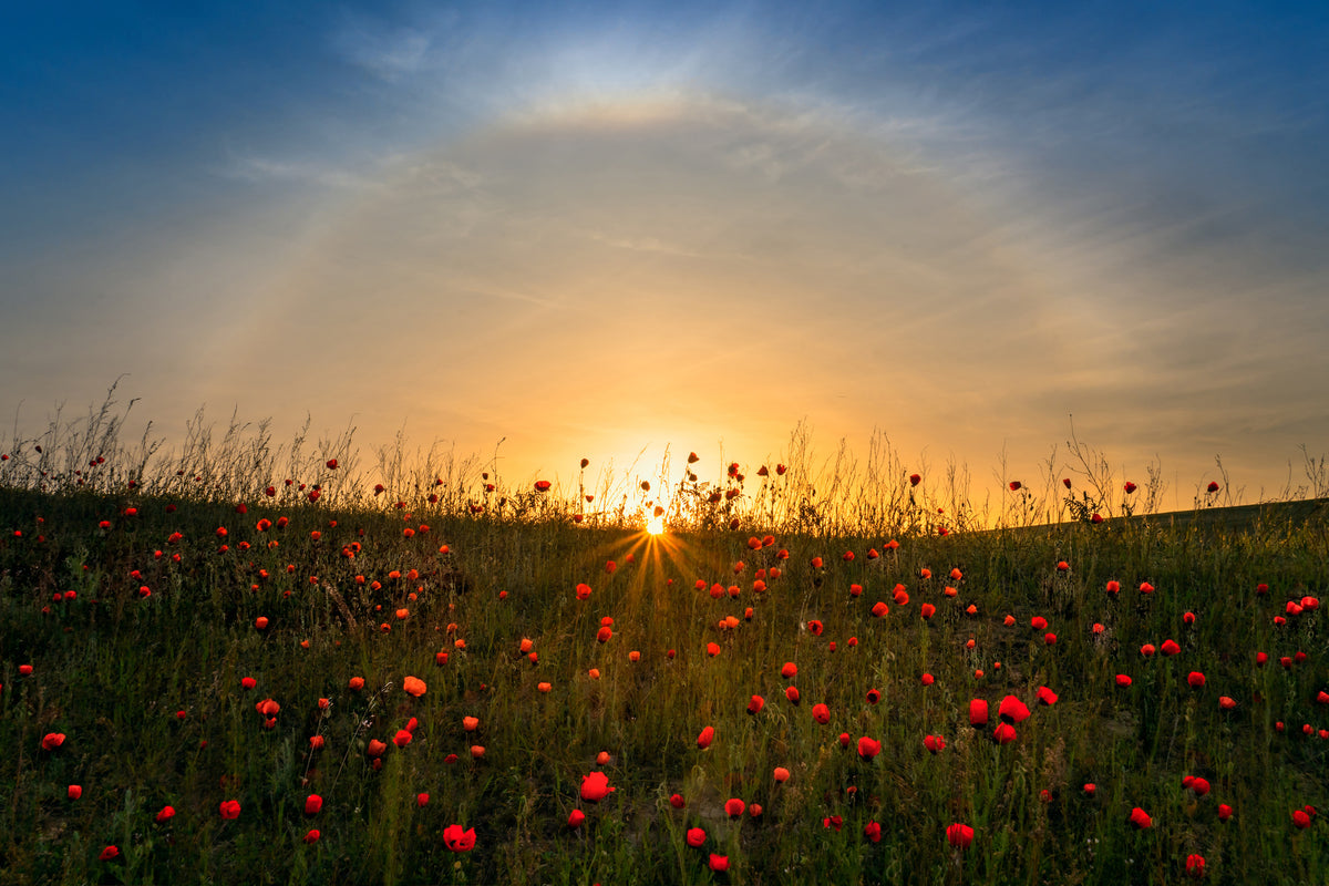 canvas-print-red-poppies-and-sunrise