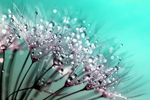 3-piece-canvas-print-macro-dandelion-p