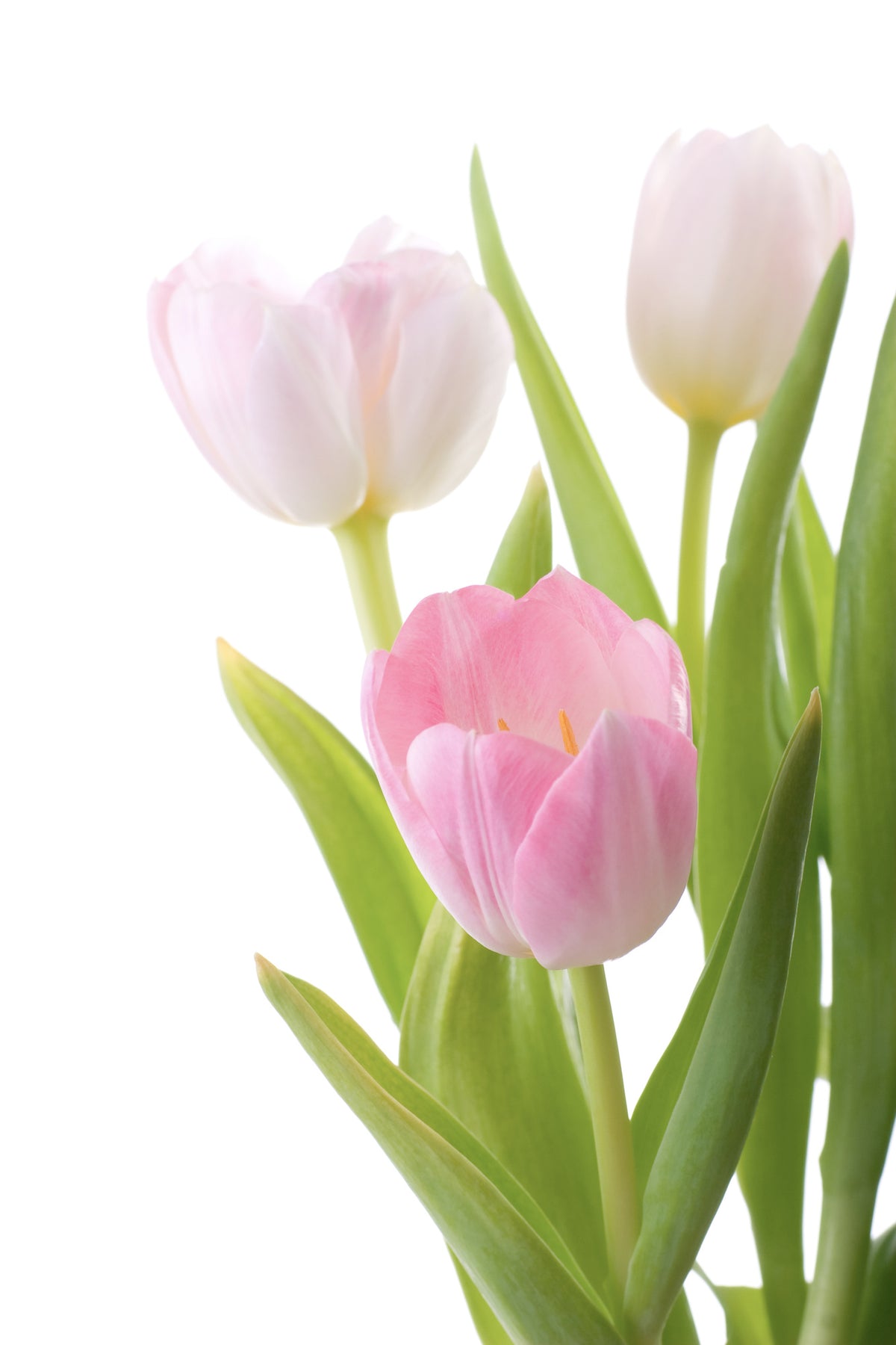acrylic-print-the-tulips-trio