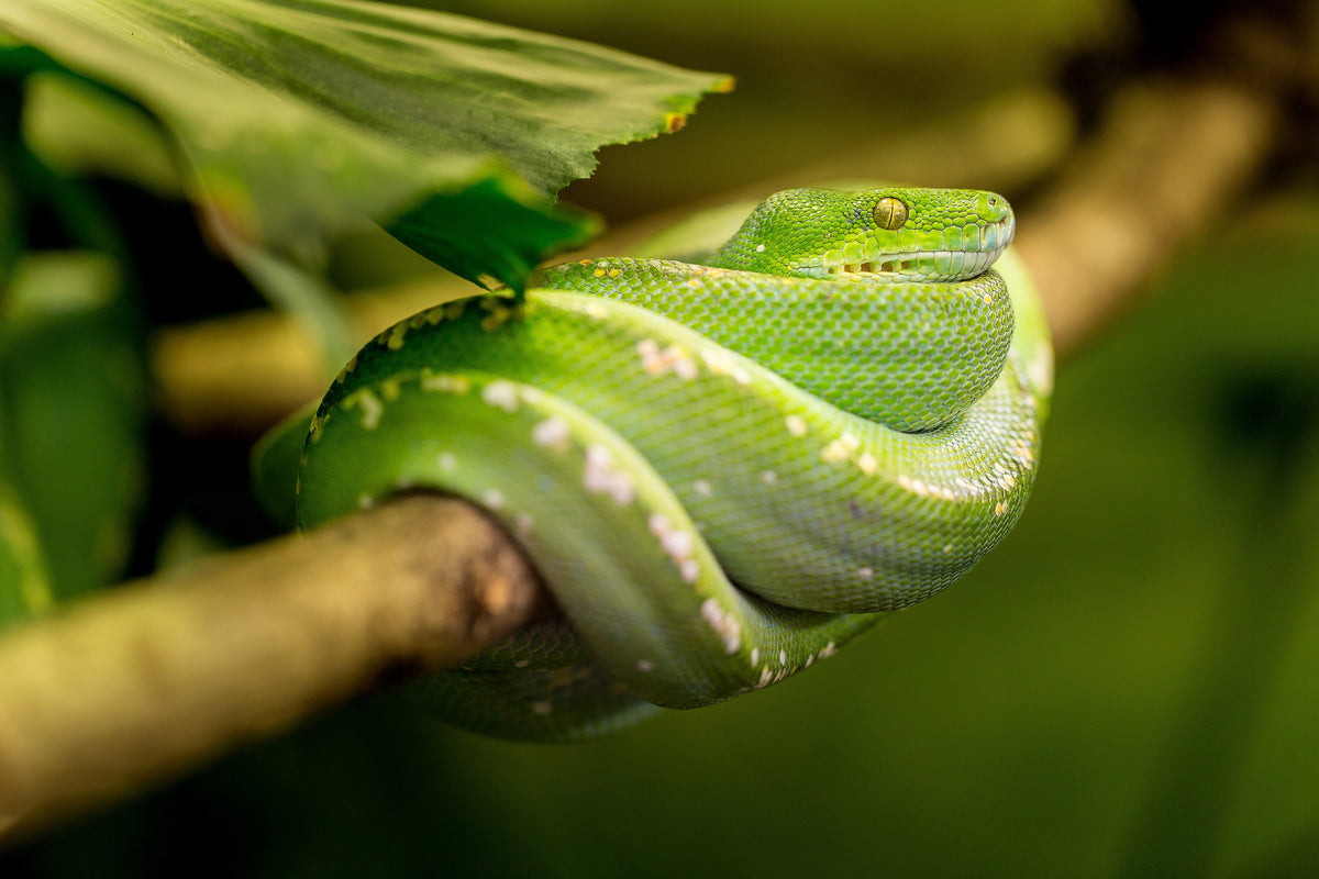 aluminium-print-green-snake