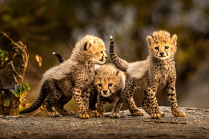 acrylic-print-three-little-cheetahs-x