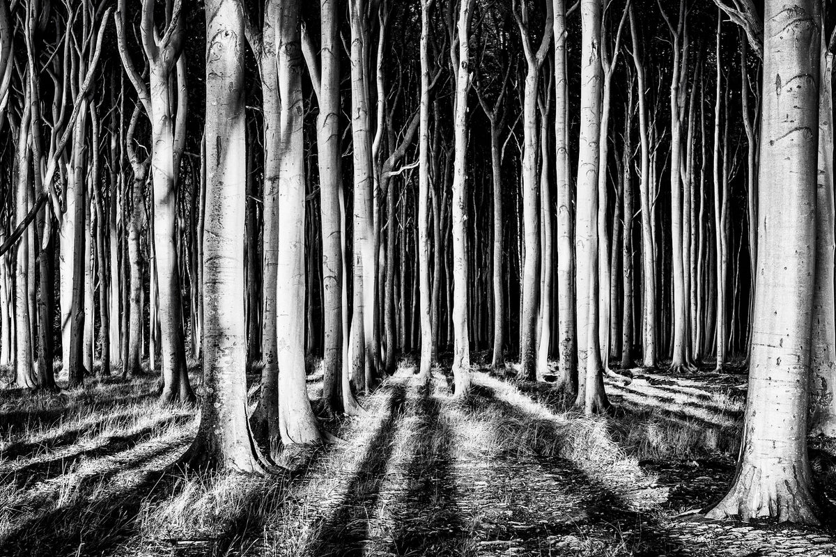 acrylic-print-ghost-forest