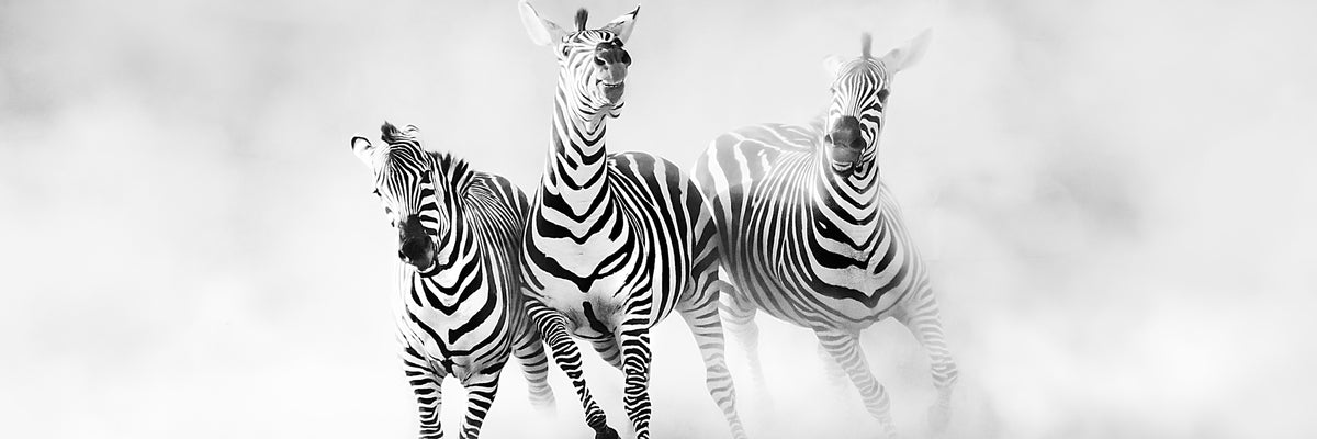 panoramic-poster-print-zebras-panorama