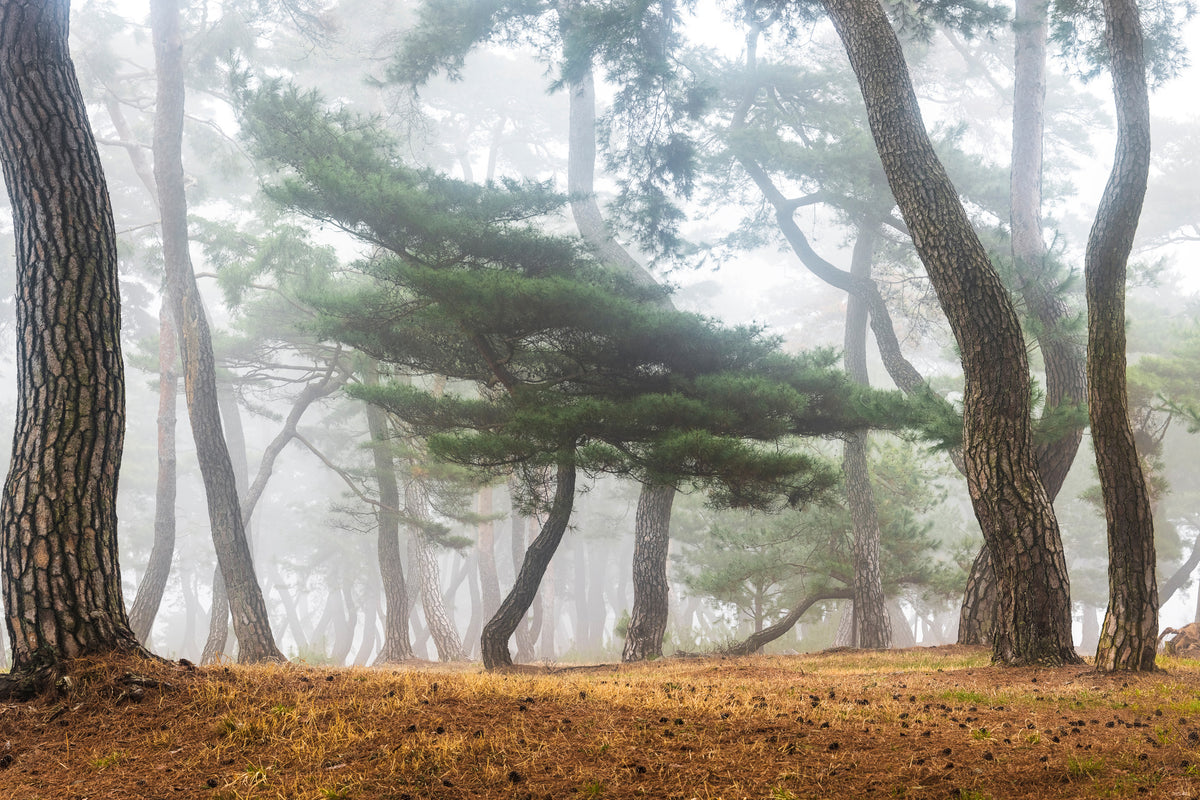 acrylic-print-in-the-misty-pine-forest-x