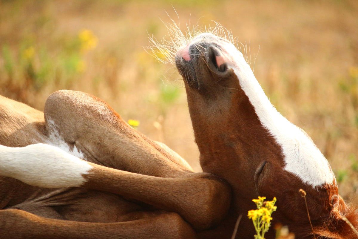 3-piece-canvas-print-the-sleeping-horse