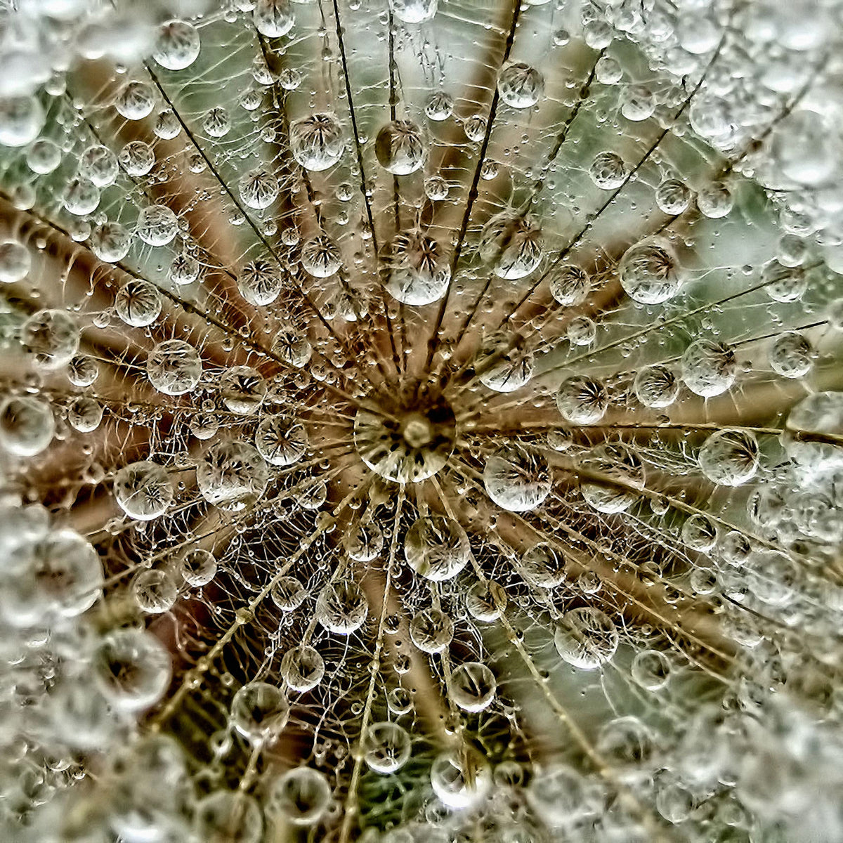 canvas-print-dred