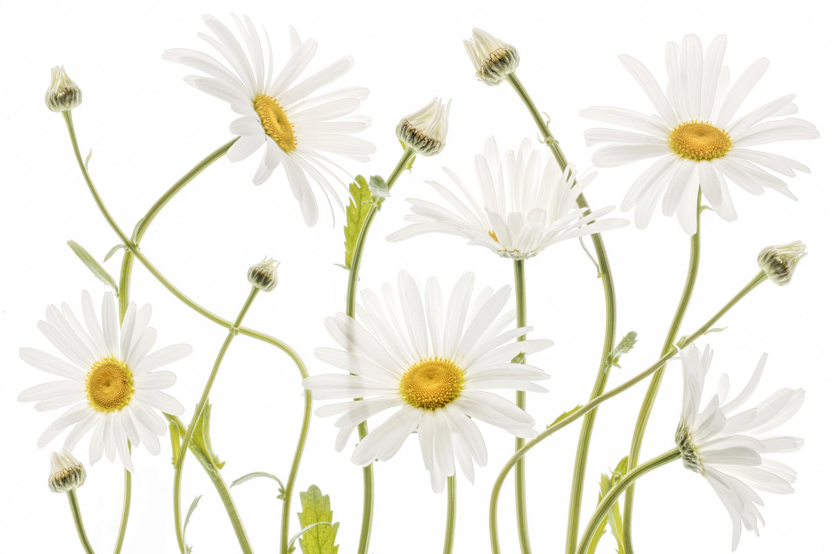 acrylic-print-ox-eye-daisies