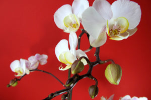 3-piece-aluminium-print-white-orchids-on-red-wall