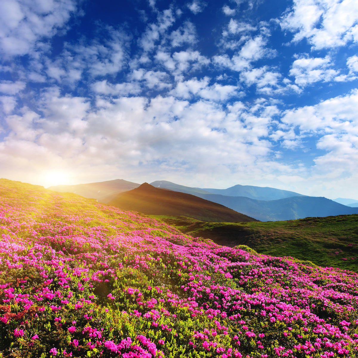 acrylic-print-flowery-mountain-landscape