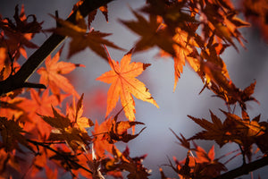 3-piece-aluminium-print-maple-leaves-in-autumn