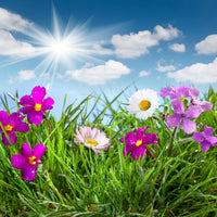 poster-print-flowering-meadow