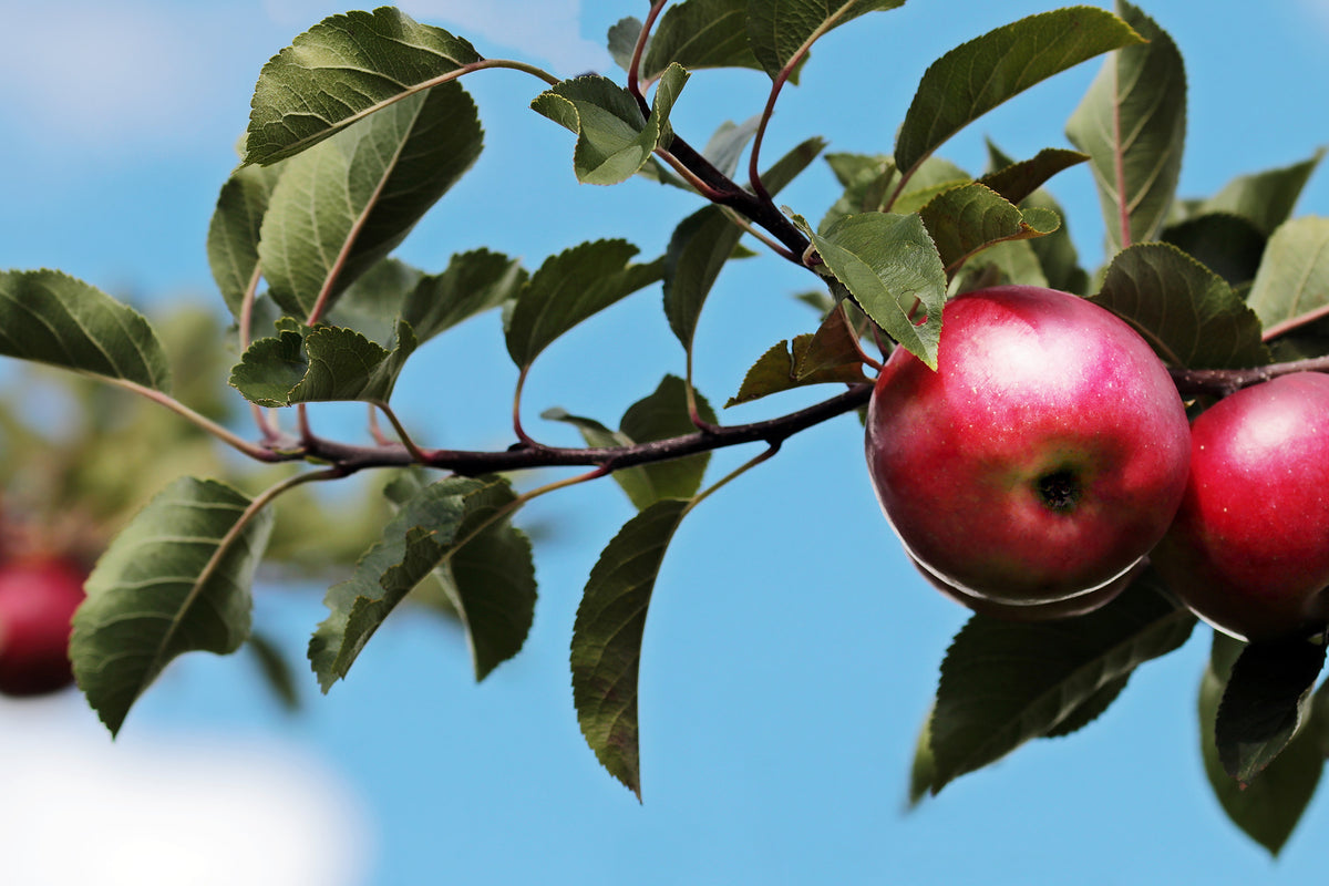 poster-print-apple-on-the-tree