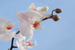 framedposter-print-orchid-in-the-sky