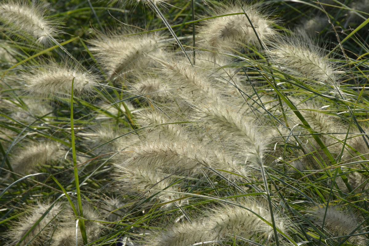 framedposter-print-ornamental-grass-in-the-wind