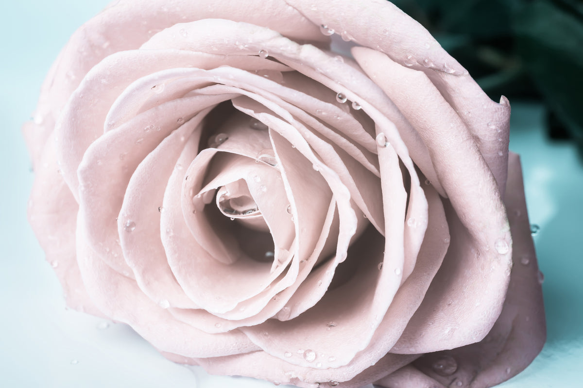 modern-3-piece-canvas-print-pastel-rose