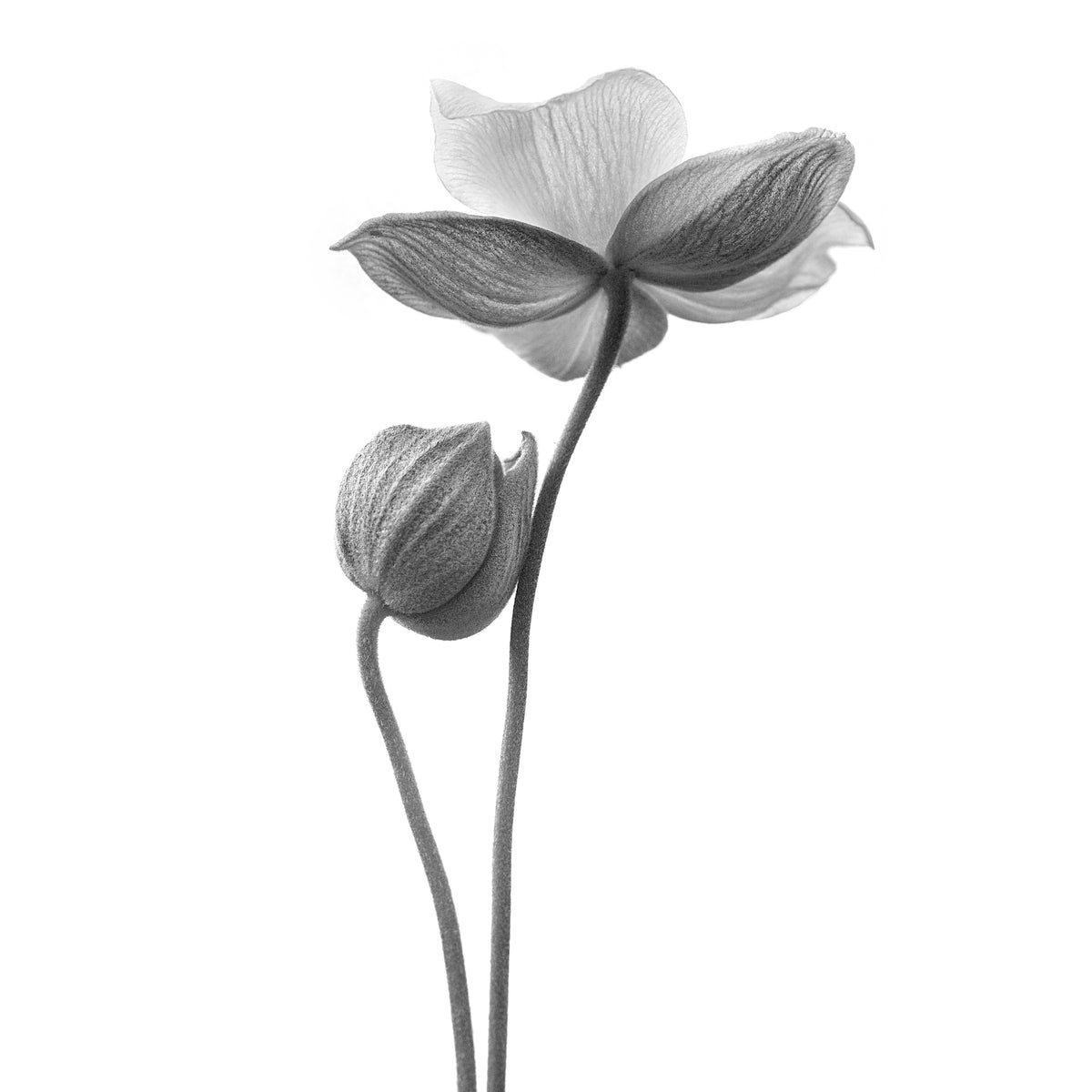 4-piece-acrylic-print-a-little-touch-monochrome